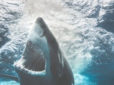 White shark diving (7)